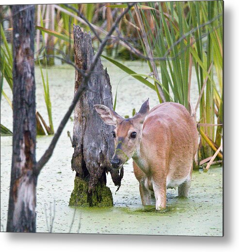 Deer Photographs Metal Print featuring the photograph Marsh Doe I by Vernis Maxwell