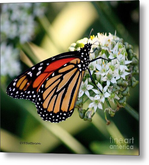 Butterfly Metal Print featuring the photograph Monarch Butterfly by Veronica Batterson