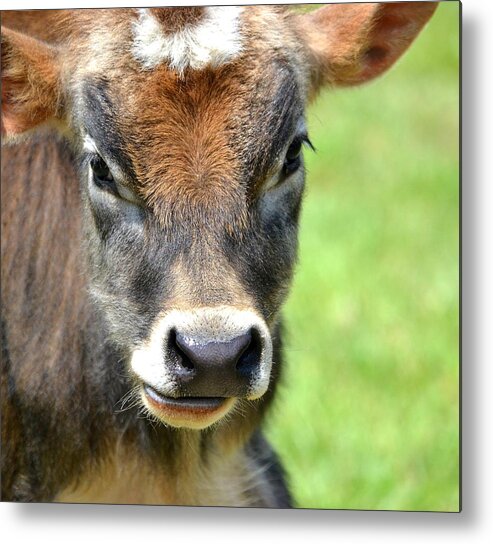 Bull Metal Print featuring the photograph No Bull by Deena Stoddard