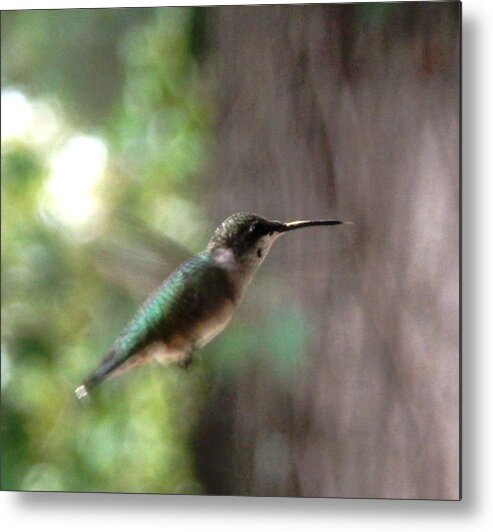 #hummingbird Metal Print featuring the photograph Hummingbird On A Mission by Belinda Lee