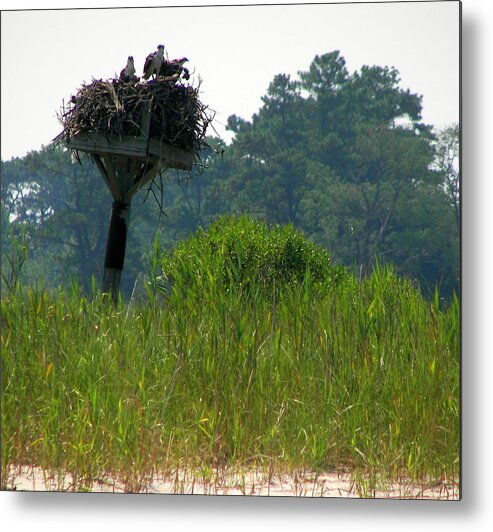 Osprey Metal Print featuring the photograph Osprey Waiting for Dinner by Pamela Hyde Wilson