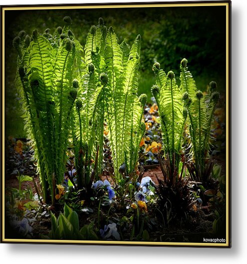 Plants Metal Print featuring the photograph Party Ferns by David Kovac