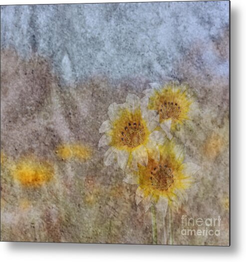 Peruvian Daisy Metal Print featuring the photograph Peruvian Daisy Garden by Shirley Mangini