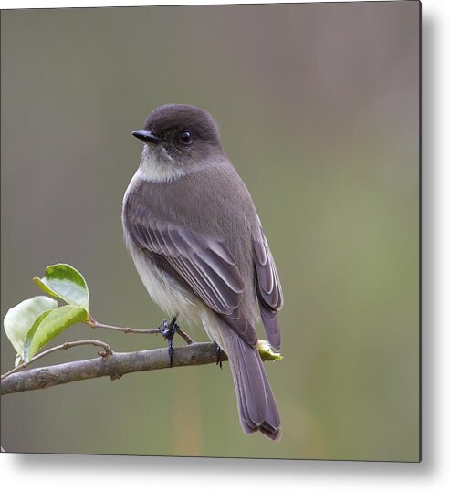 Eastern Phoebe Metal Print featuring the photograph Phoebe Potrait by Jim E Johnson
