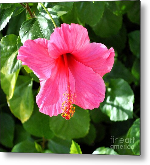 Flower Metal Print featuring the photograph Pink Hibiscus With Large Stamen by Jay Milo