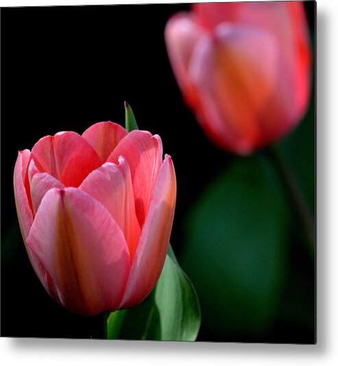 Art Metal Print featuring the photograph Pink Tulips by Joan Han