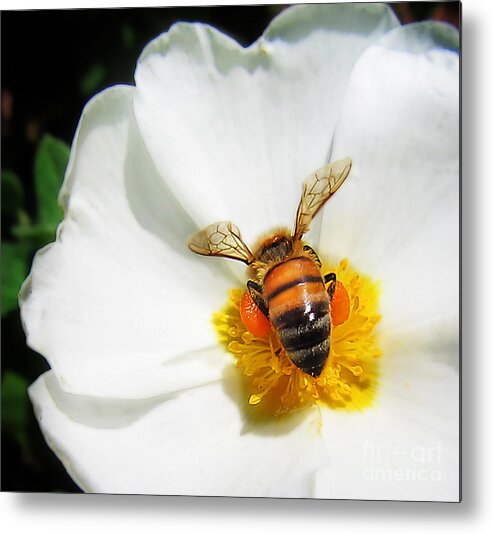 Bee Metal Print featuring the photograph Pollinating by Lisa Redfern