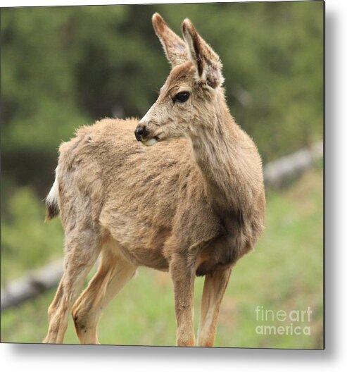 Rocky Mountain National Park Metal Print featuring the photograph Pose In The Rockies by Adam Jewell