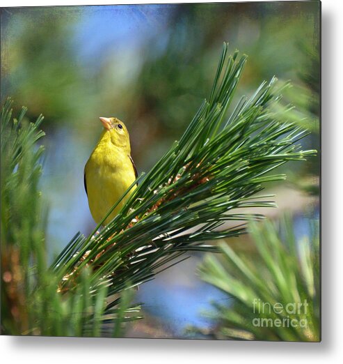 American Goldfinch Metal Print featuring the photograph Profile In the Pines by Kerri Farley