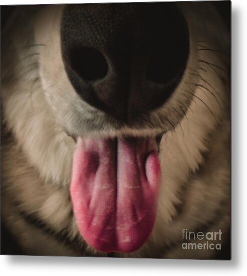 Puppy Metal Print featuring the photograph Puppy Breath by Charlie Cliques