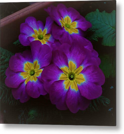Wall Decor Metal Print featuring the photograph Purple Primrose by Ron Roberts