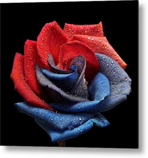 Rose Metal Print featuring the photograph Raindrops on Rose by Judy Vincent