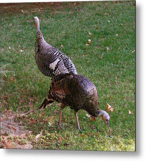  Metal Print featuring the photograph Real Wild Turkey Duo by Michele Myers