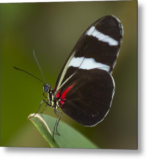 Sara Metal Print featuring the photograph Sara Longwing by Sean Allen