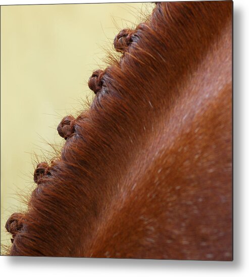 Animal Metal Print featuring the photograph Show Horse Braids by Phil Cardamone