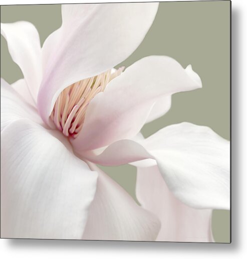 Magnolia Metal Print featuring the photograph Shy Magnolia Flower Blossom by Jennie Marie Schell
