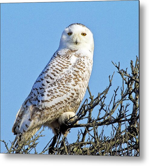 Snowy Owl Metal Print featuring the photograph Snowy Owl by Constantine Gregory