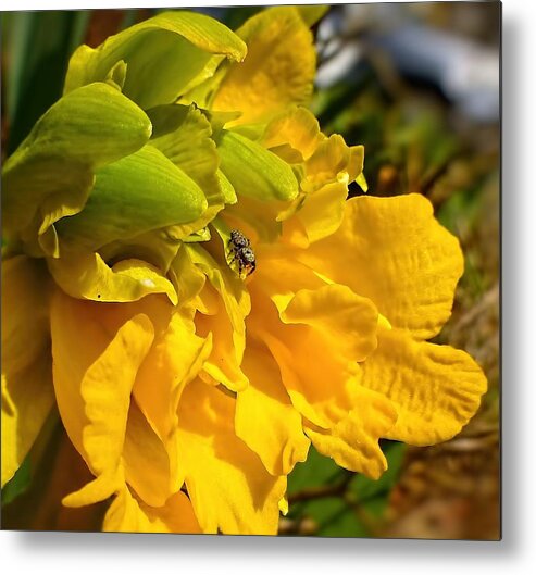 Daffodil Metal Print featuring the photograph Spider Aboard by Jennifer Wheatley Wolf