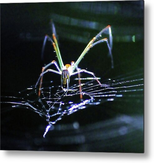 Wildlife Metal Print featuring the photograph Spider Lights by Kicking Bear Productions