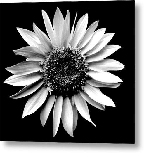Photography Metal Print featuring the photograph 'Sunflower Portrait' by Liza Dey