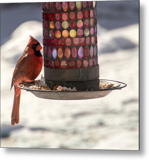 Cardinal Metal Print featuring the photograph The Cardinal by Cathy Donohoue