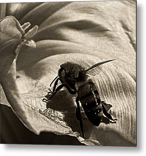 Nature Metal Print featuring the photograph The Pollinator by Chris Berry