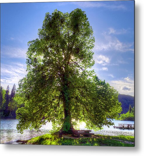 Autumn Metal Print featuring the photograph Tree by Ivan Slosar