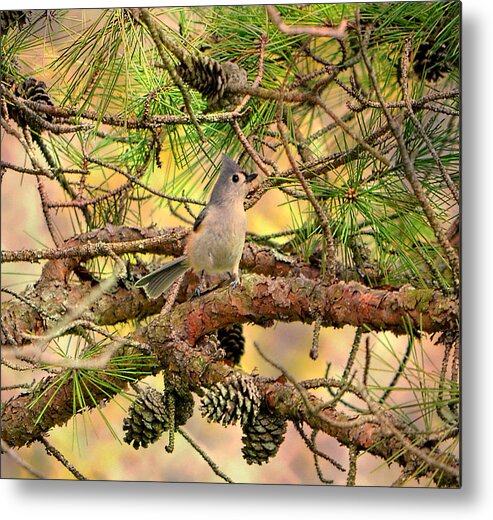 Bird Metal Print featuring the photograph Tufted Titmouse by Deena Stoddard