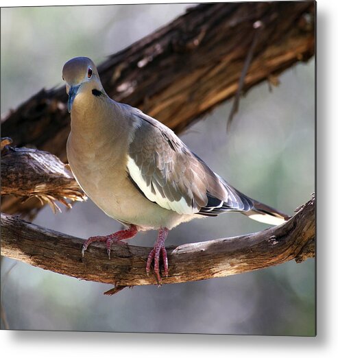  Metal Print featuring the photograph White Winged Dove by Mark Langford
