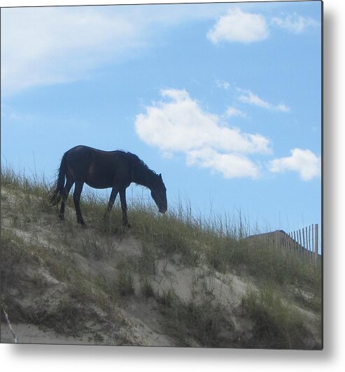 Horses Metal Print featuring the photograph Wild Horses of Corolla 3 by Cathy Lindsey