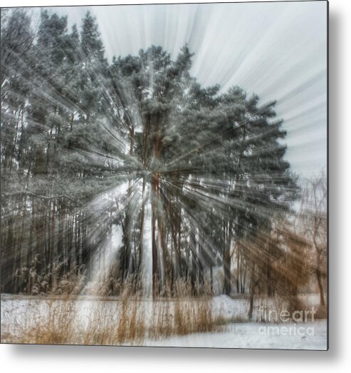 Tree Metal Print featuring the photograph Winter light in a forest by Iryna Liveoak