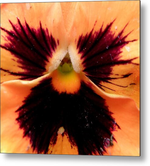 Pansy Metal Print featuring the photograph Peachy Keen #1 by Kim Galluzzo