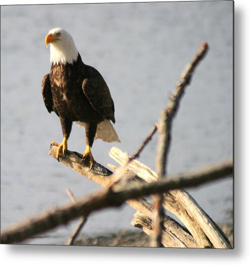 Bald Eagle Metal Print featuring the photograph Bald Eagle On Driftwood by Kym Backland