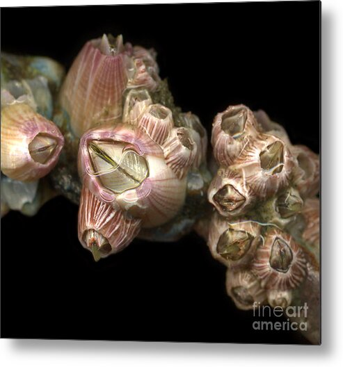 Barnacles Metal Print featuring the photograph Barnacles by Janeen Wassink Searles