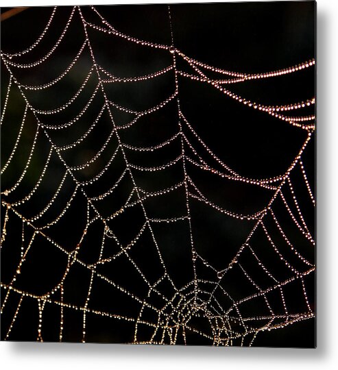 Spider Metal Print featuring the photograph Beaded Beauty by Karen Harrison Brown