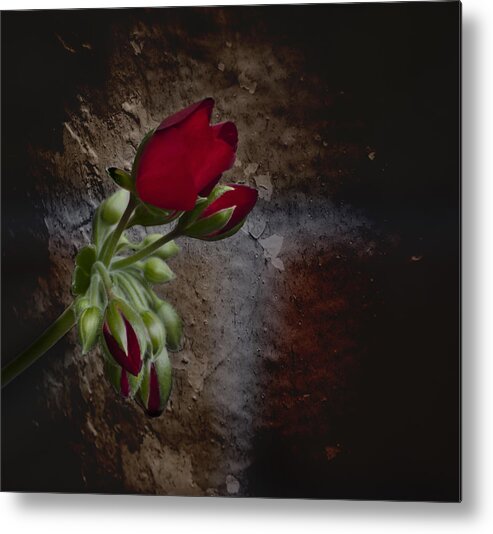 Beauty And The Beast Metal Print featuring the photograph Beauty and the Beast by Robin Webster