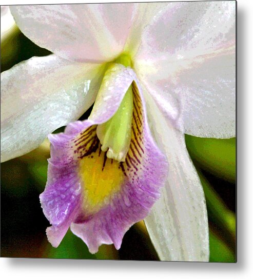 Orchid Metal Print featuring the photograph Blushing Orchid by Patricia Haynes