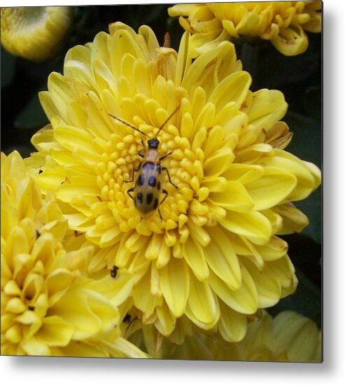 Fall Metal Print featuring the photograph Bug on Mum by Richard Bryce and Family