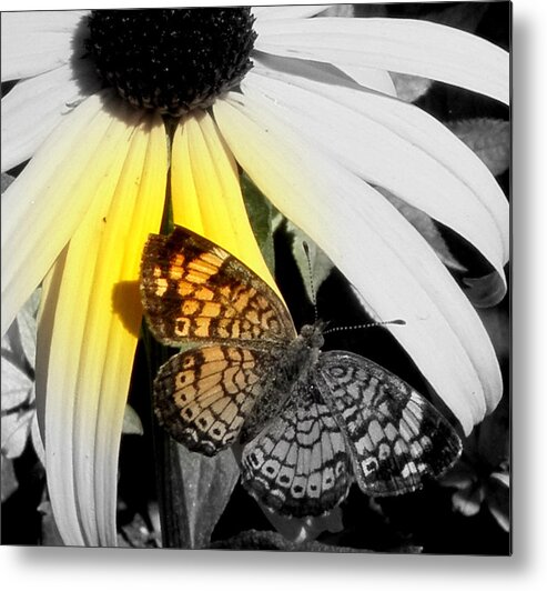 Butterfly Metal Print featuring the photograph Close Up And Person Focal Black And White by Kim Galluzzo