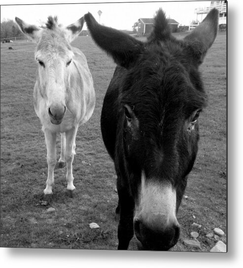Donkeys Metal Print featuring the photograph Donks by Kim Galluzzo Wozniak