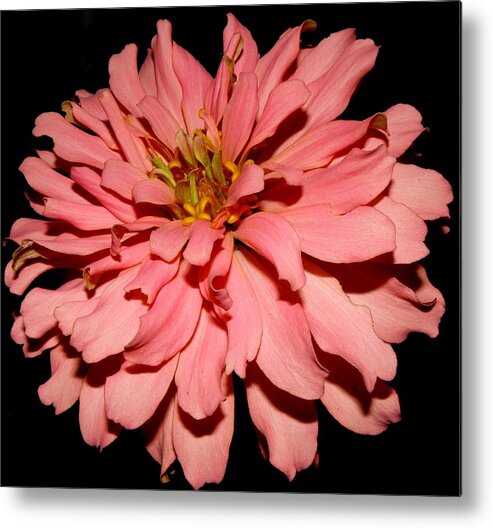 Zinnia Metal Print featuring the photograph Even At Night She Shows Beauty by Kim Galluzzo