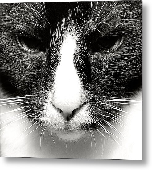Cat Metal Print featuring the photograph Fearless Feline by Lenny Carter