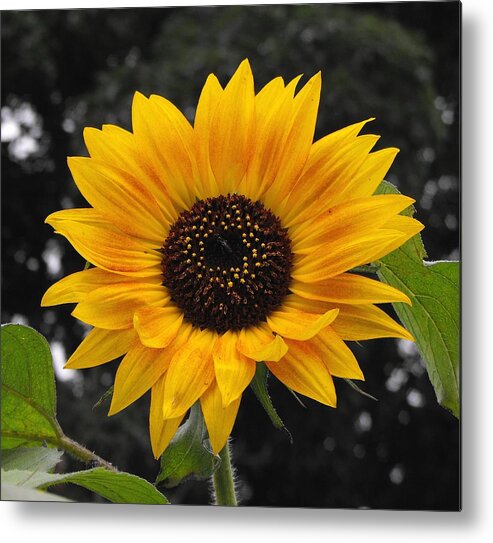 Daisy Metal Print featuring the photograph FLORA Sunflower by William OBrien