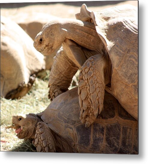 Tortoise Metal Print featuring the photograph Get a room by Kim Galluzzo