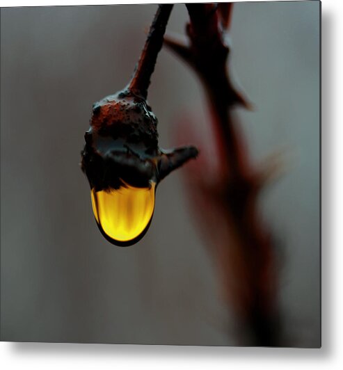 Rain Drop Metal Print featuring the photograph Golden Drop by Marie Jamieson