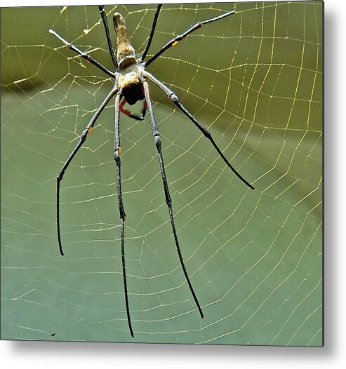 Spider Metal Print featuring the photograph Golden Orb spider by Jocelyn Kahawai
