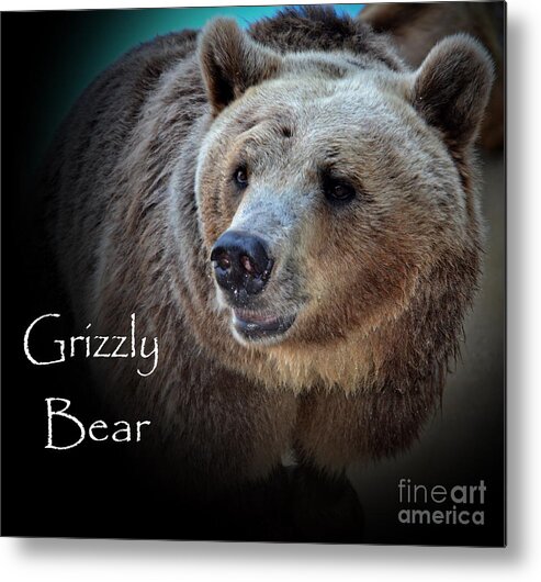 Animal Metal Print featuring the photograph Grizzly Bear by Eva Thomas