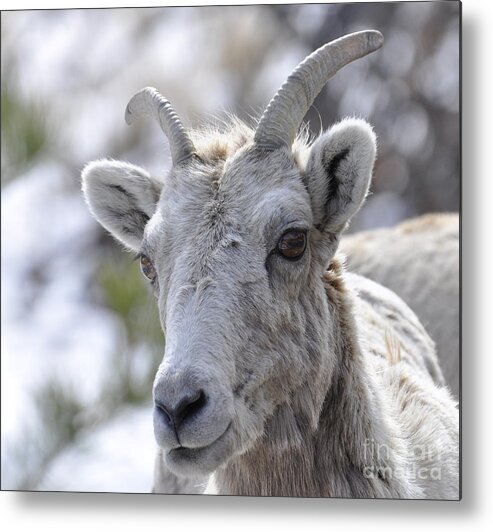 Mountain Sheep Metal Print featuring the photograph How Close Is Too Close by Dorrene BrownButterfield