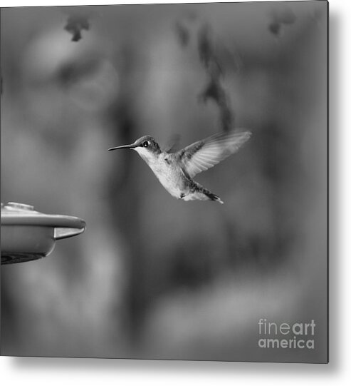 Bird Metal Print featuring the photograph Hummingbird Black And White by Donna Brown