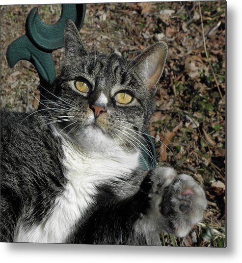 Cat Metal Print featuring the photograph I have my eyes on it by Kim Galluzzo